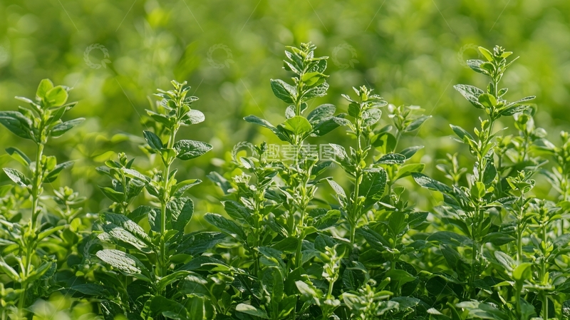 高清大图下载【趣麦麦图】绿油油的植物特写