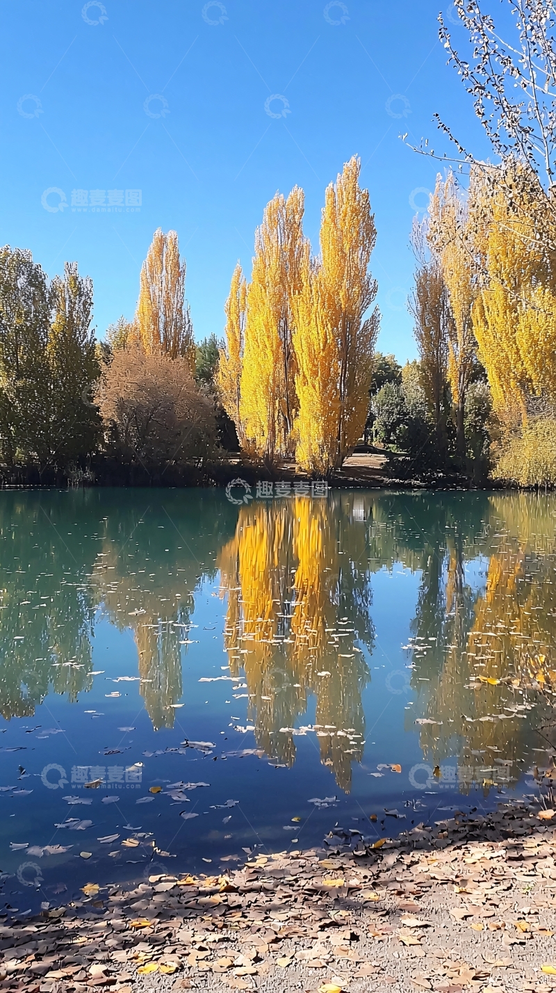 高清大图下载【趣麦麦图】秋日湖边金黄树木倒影