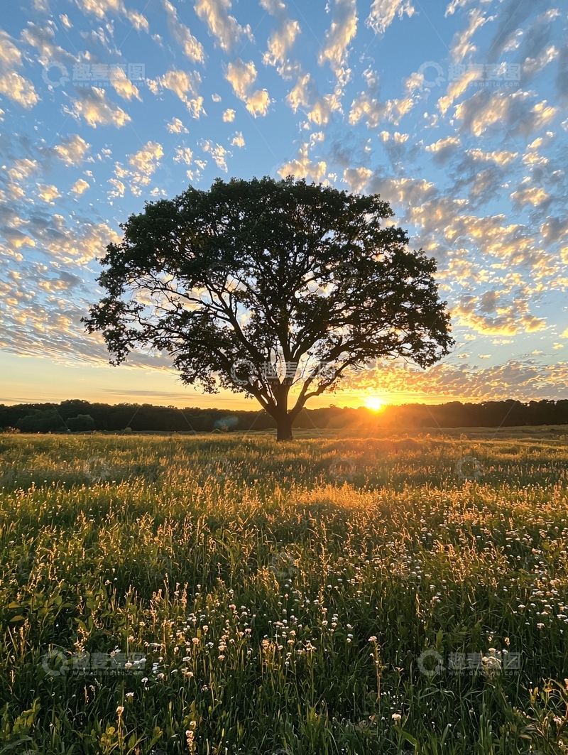 高清大图下载【趣麦麦图】夕阳下的树