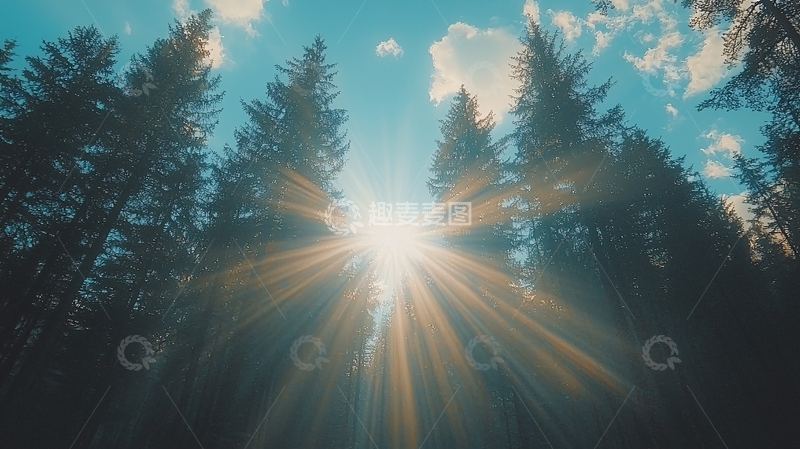 高清大图下载【趣麦麦图】森林阳光向上生长