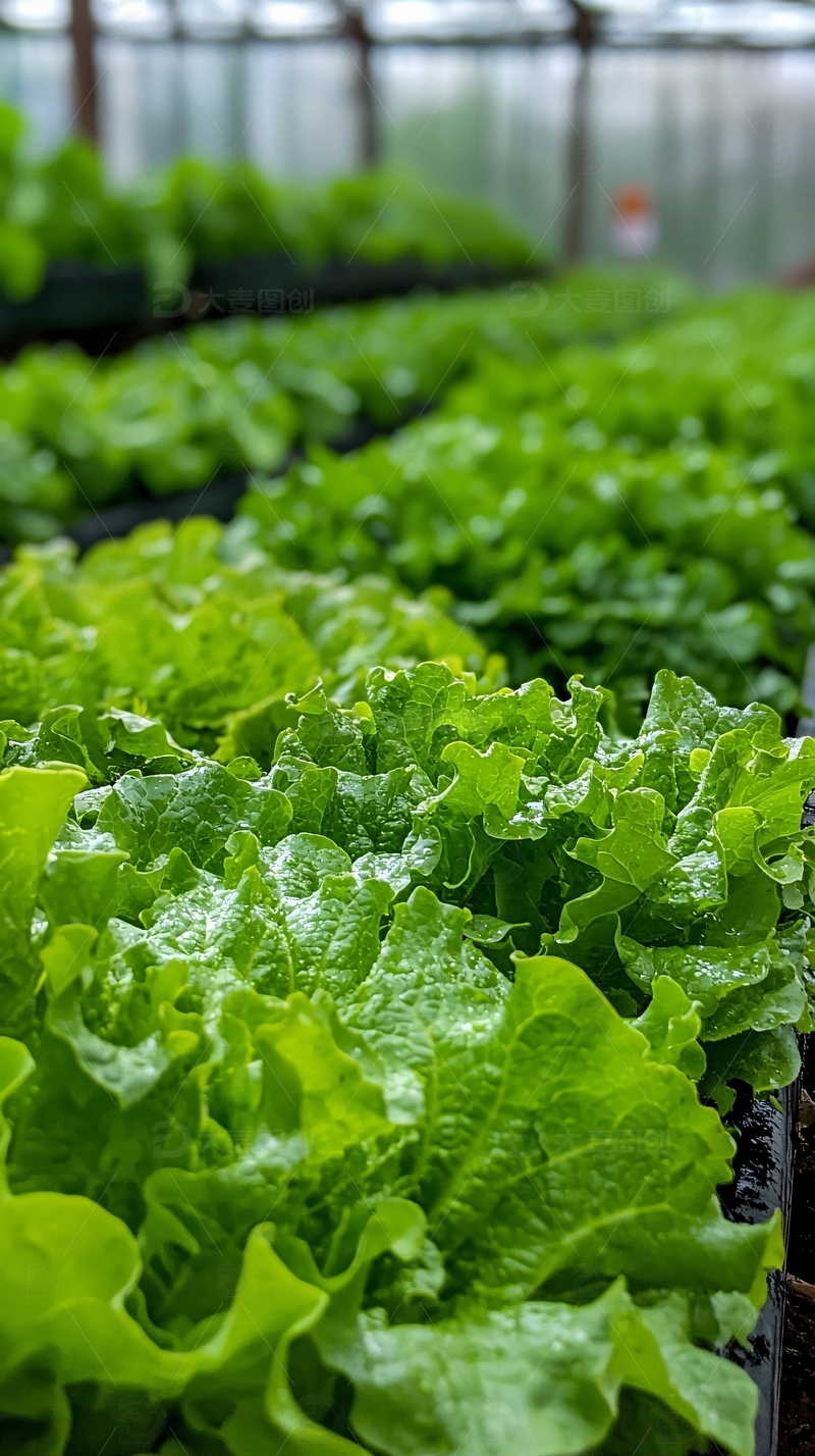 绿油油的生菜大棚种植