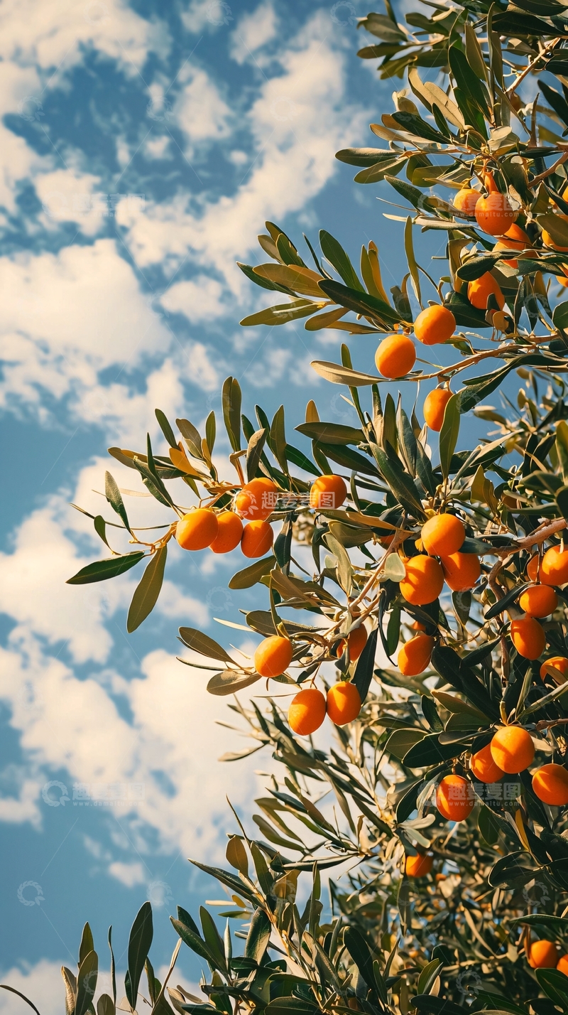 高清大图下载【趣麦麦图】蓝天白云下的橘子树
