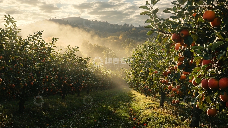 高清大图下载【趣麦麦图】清晨苹果园薄雾缭绕