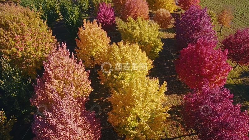 高清大图下载【趣麦麦图】秋日树林