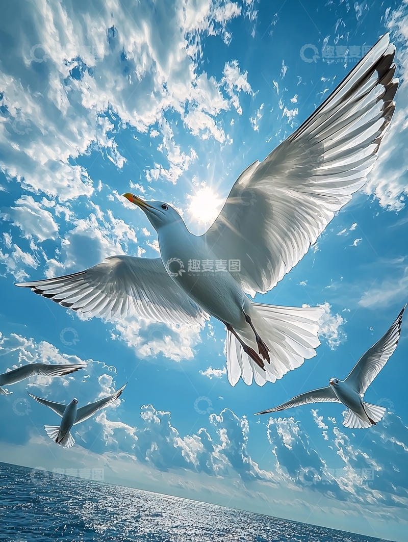 高清大图下载【趣麦麦图】海鸥低角度飞行