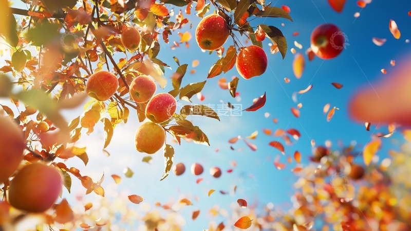 高清大图下载【趣麦麦图】秋日阳光下红苹果树