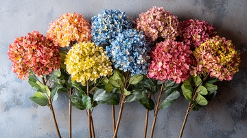 彩色绣球花
