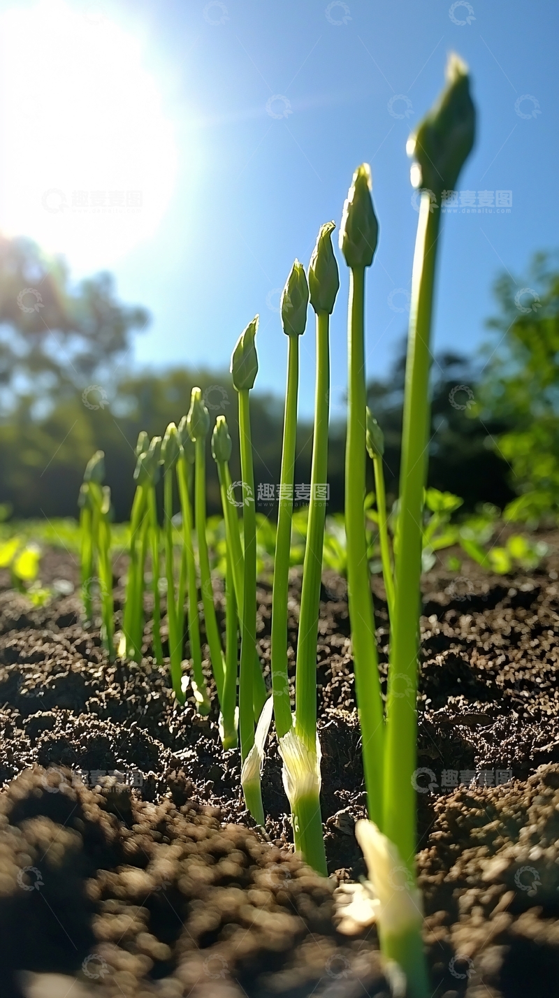 高清大图下载【趣麦麦图】阳光下茁壮成长的小苗