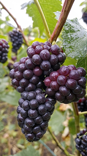 新鲜饱满的黑莓果实