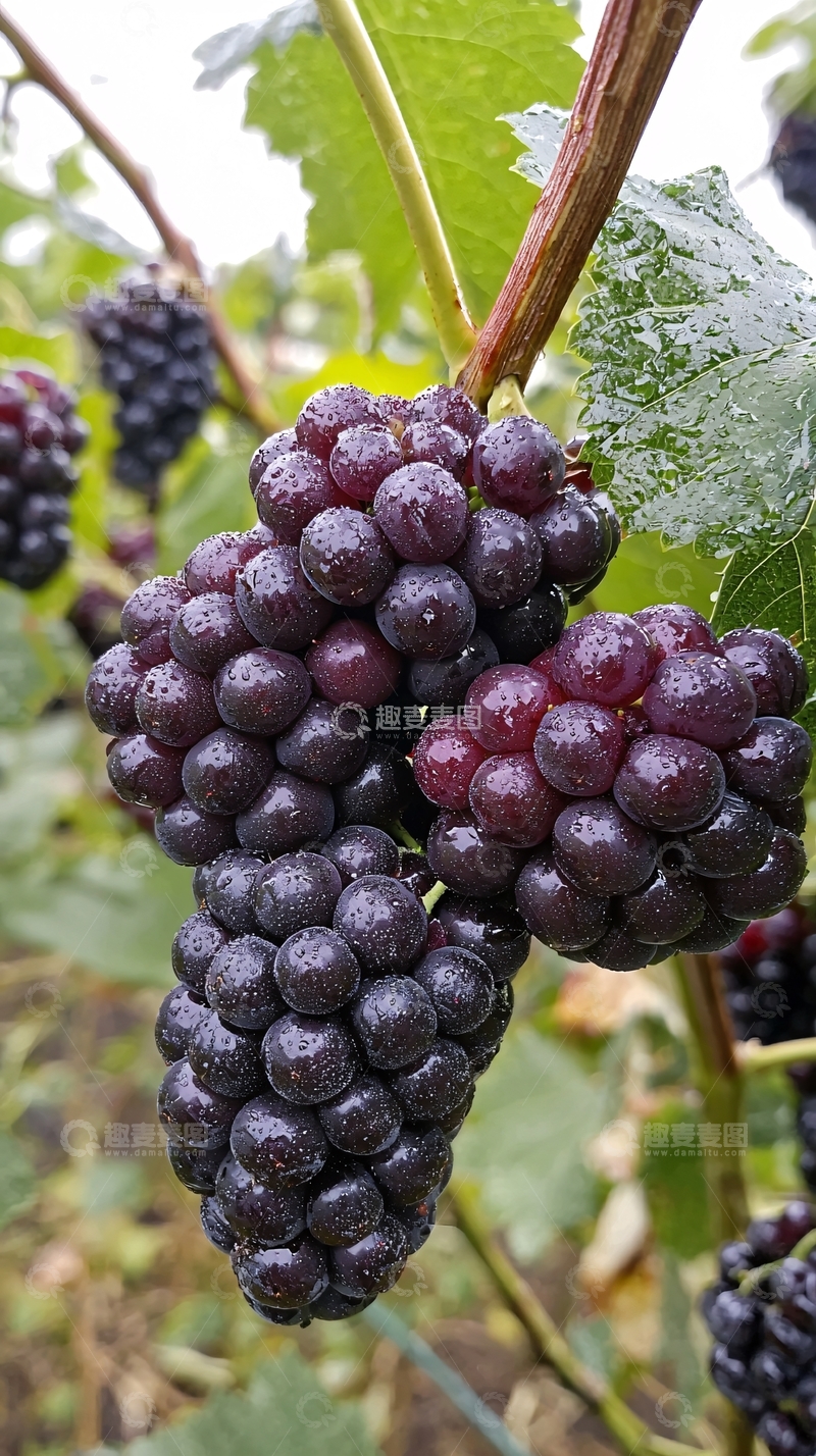 高清大图下载【趣麦麦图】新鲜饱满的黑莓果实