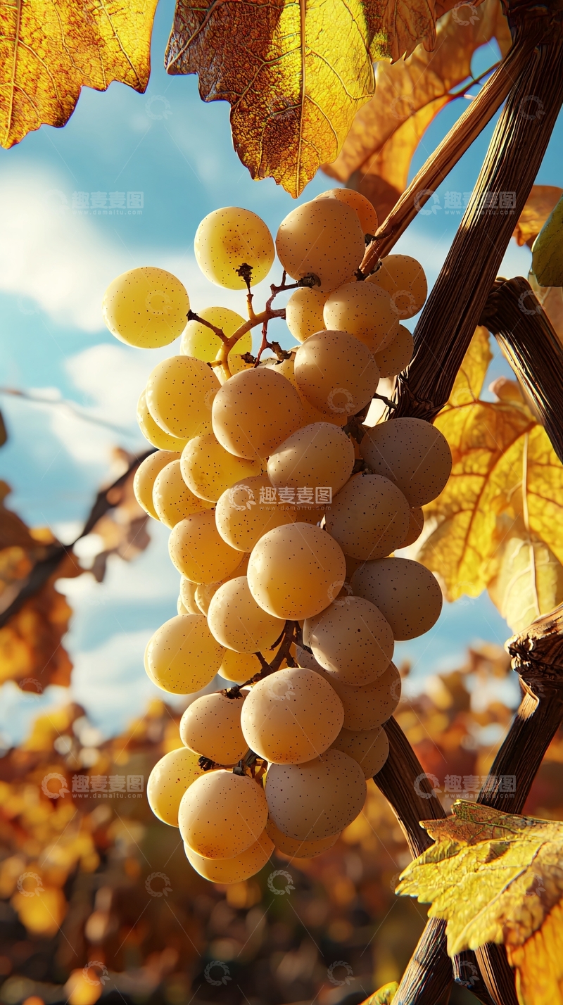 高清大图下载【趣麦麦图】秋日阳光下的白葡萄