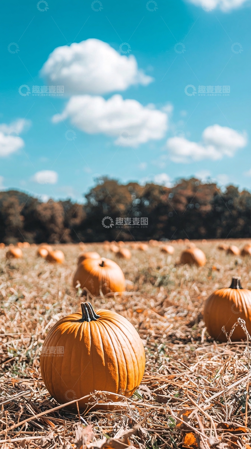 高清大图下载【趣麦麦图】南瓜田
