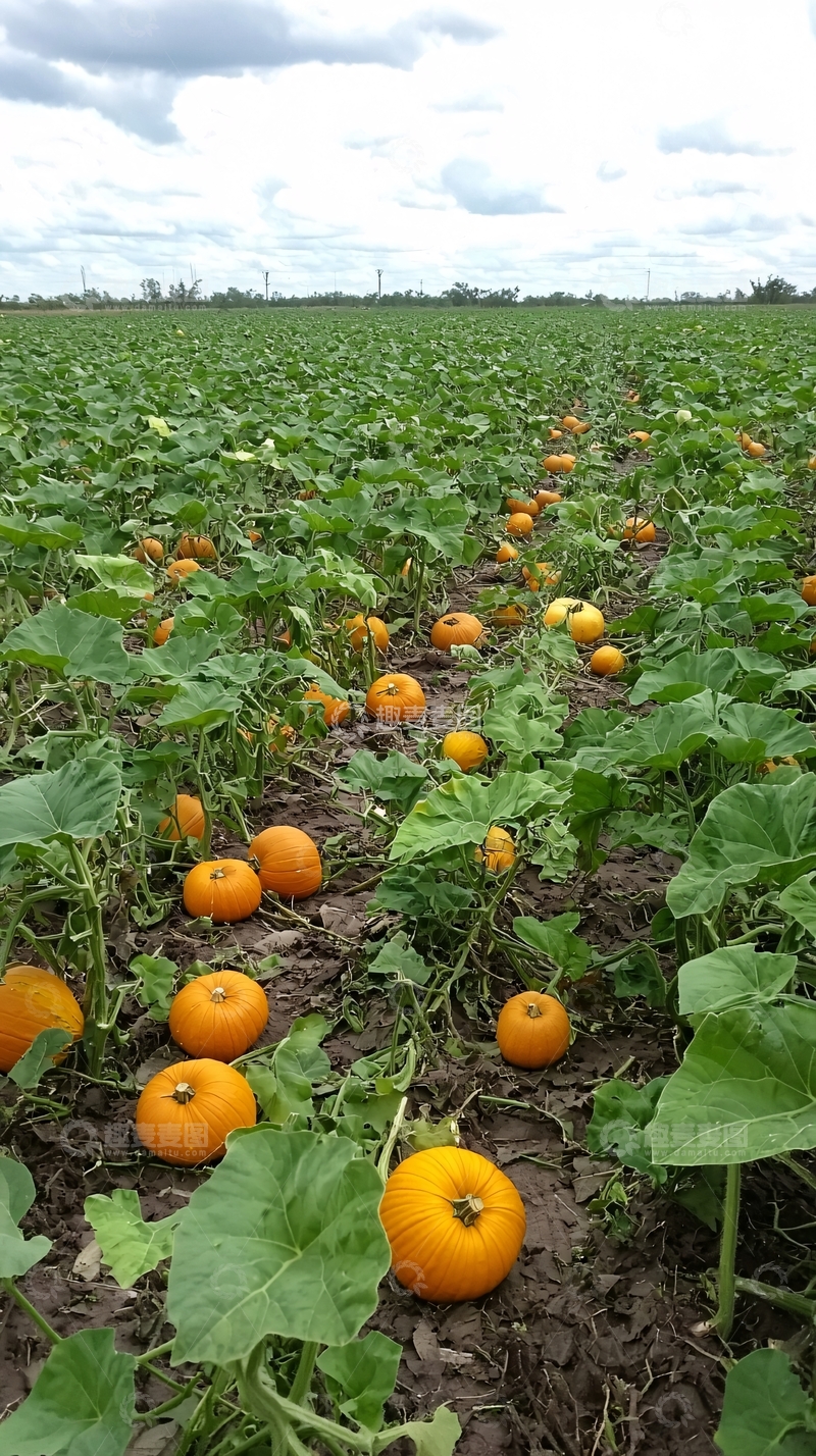 高清大图下载【趣麦麦图】南瓜田