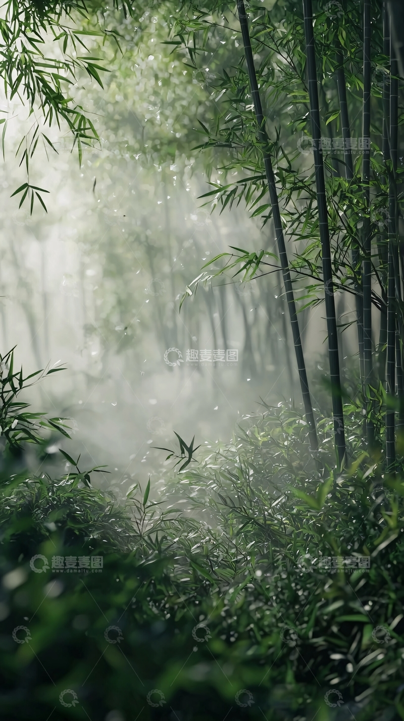 高清大图下载【趣麦麦图】雨后竹林