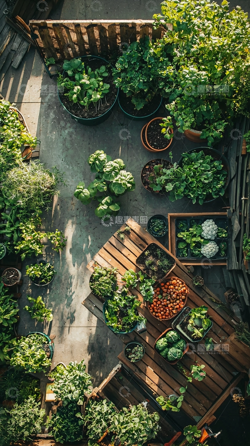 高清大图下载【趣麦麦图】空中俯瞰绿色植物盆栽花园