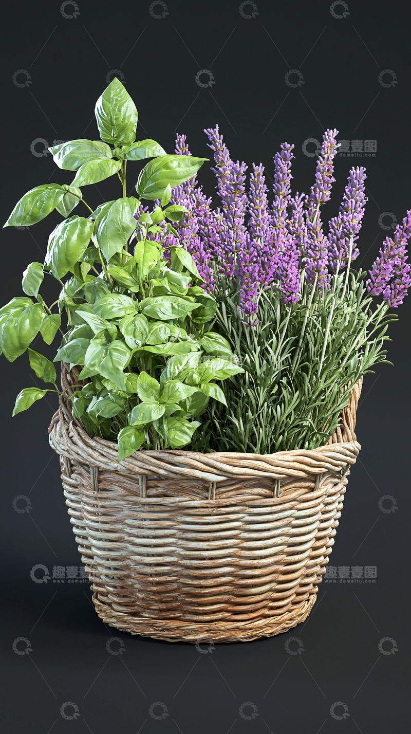 高清大图下载【趣麦麦图】香草植物花盆组合