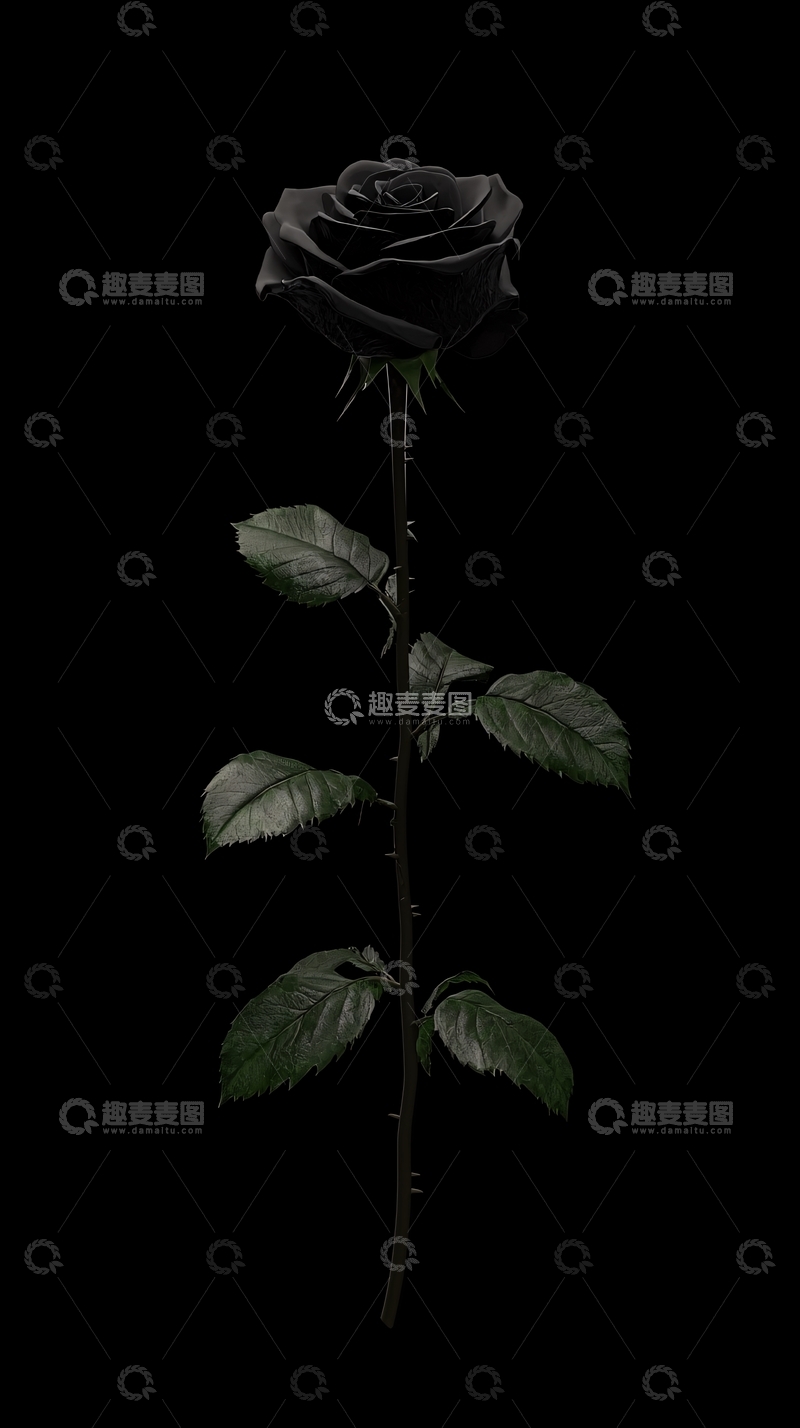 高清大图下载【趣麦麦图】黑色玫瑰