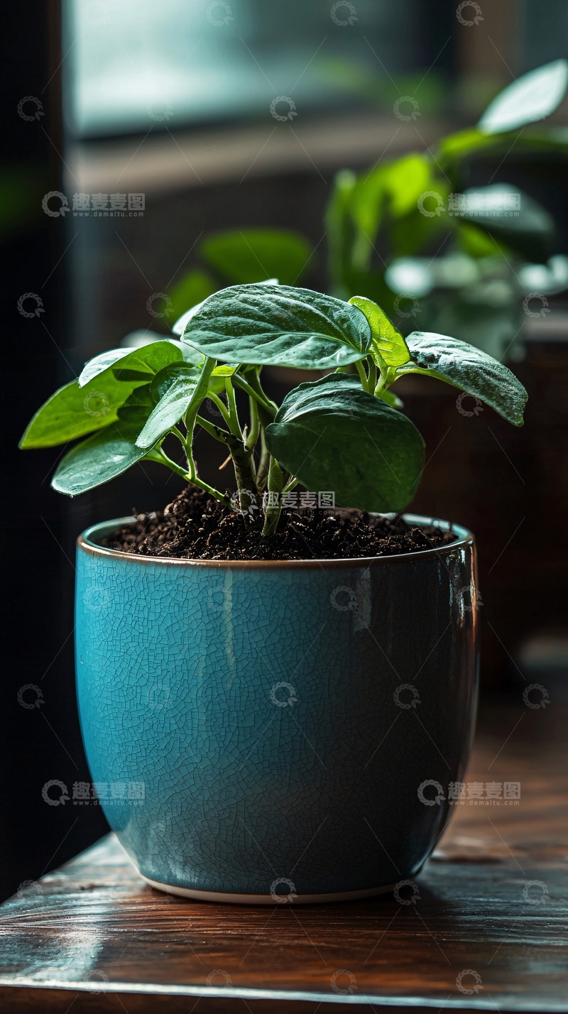 高清大图下载【趣麦麦图】绿植盆栽