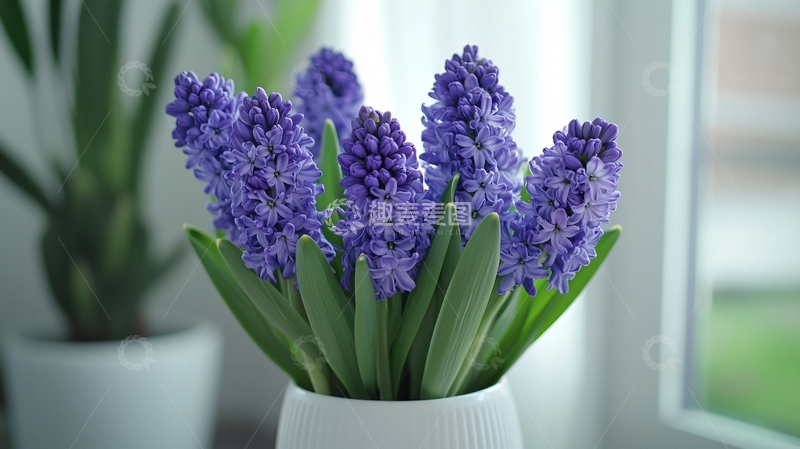 高清大图下载【趣麦麦图】紫蓝色风信子花束