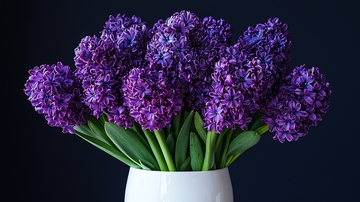 紫色风信子花束