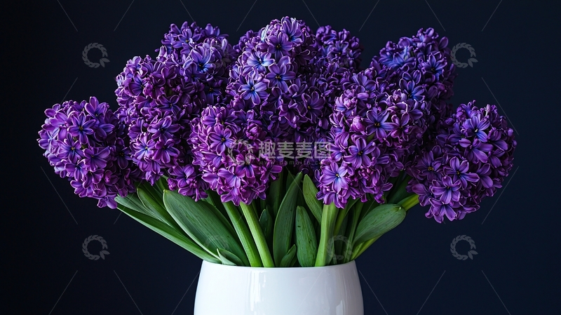 高清大图下载【趣麦麦图】紫色风信子花束