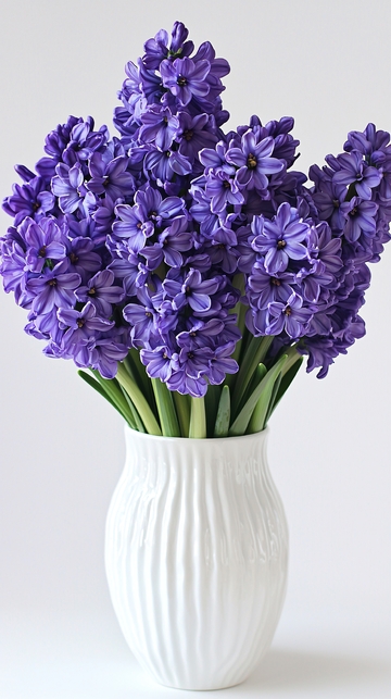 紫色风信子花束