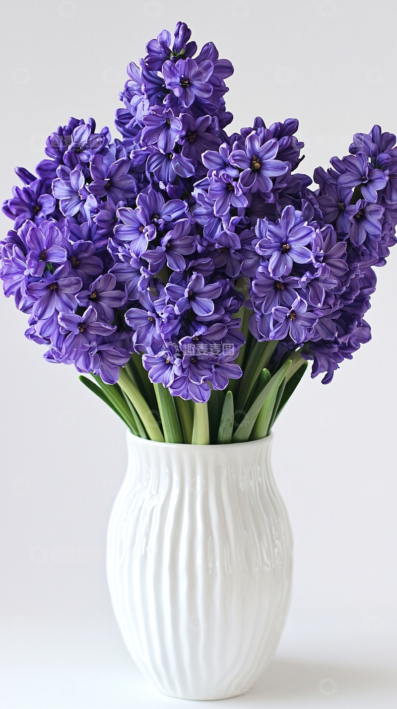 高清大图下载【趣麦麦图】紫色风信子花束