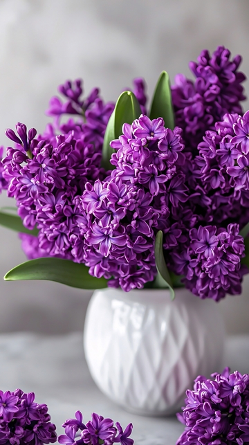 紫色风信子花束