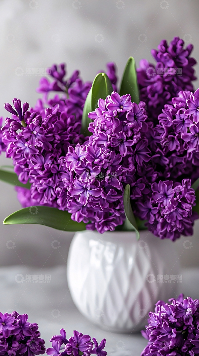 高清大图下载【趣麦麦图】紫色风信子花束