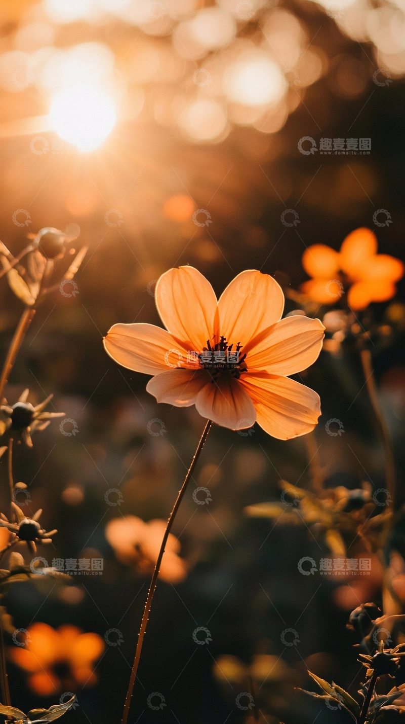 高清大图下载【趣麦麦图】-夕阳下绽放的橙色花朵