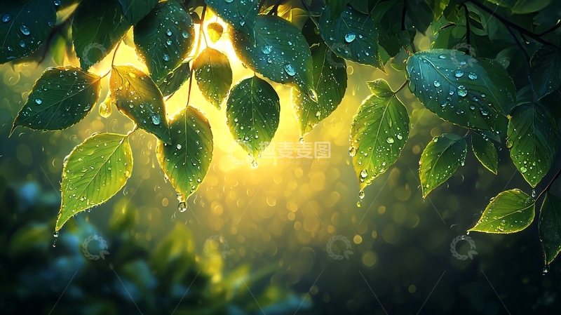 高清大图下载【趣麦麦图】清新绿叶