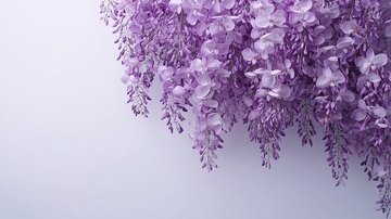 紫藤花垂挂背景图