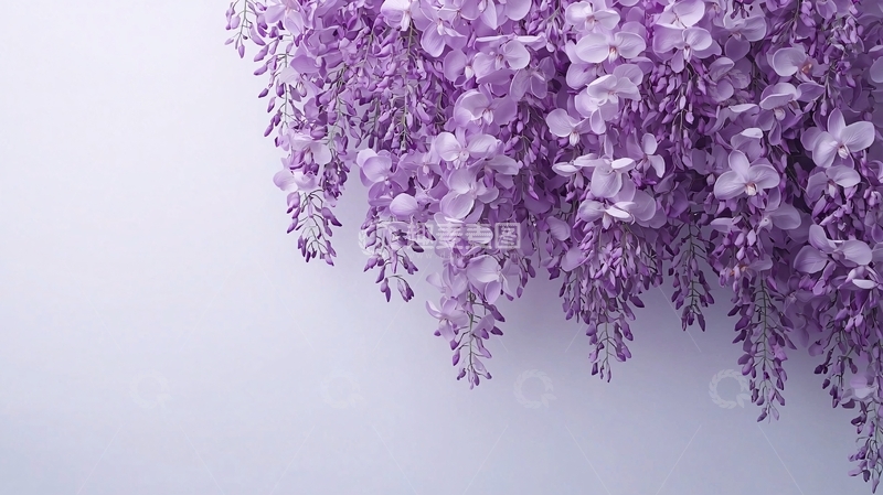 高清大图下载【趣麦麦图】紫藤花垂挂背景图