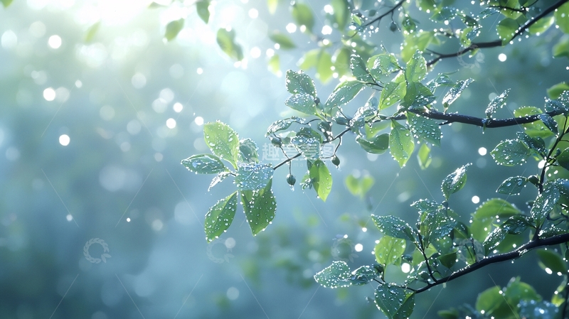 高清大图下载【趣麦麦图】绿叶上的晶莹水珠