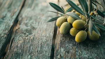 橄榄枝上的青橄榄