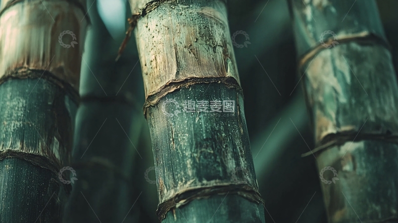 高清大图下载【趣麦麦图】深色竹子特写