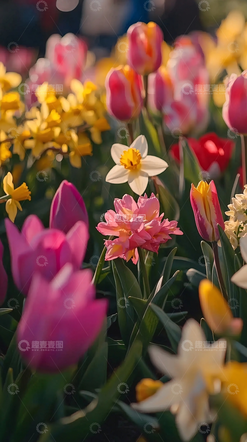 高清大图下载【趣麦麦图】阳光下盛开的各种郁金香和水仙花