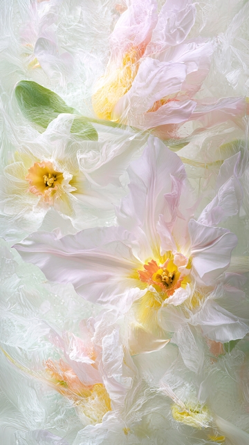 轻柔梦幻的粉色水仙花