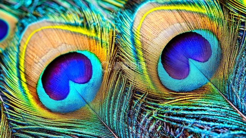 高清大图下载【趣麦麦图】孔雀羽毛特写