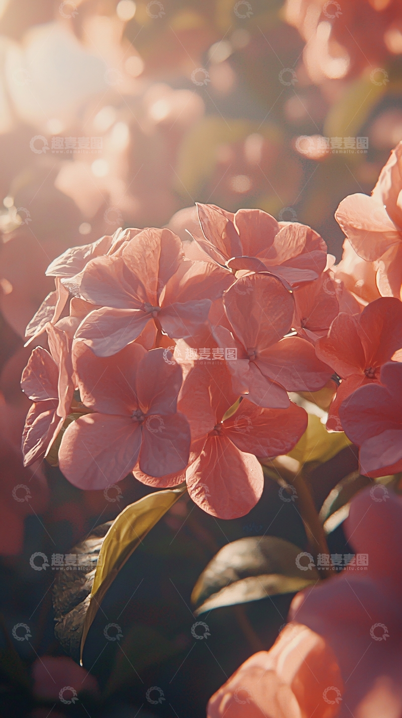 高清大图下载【趣麦麦图】阳光下的粉色绣球花
