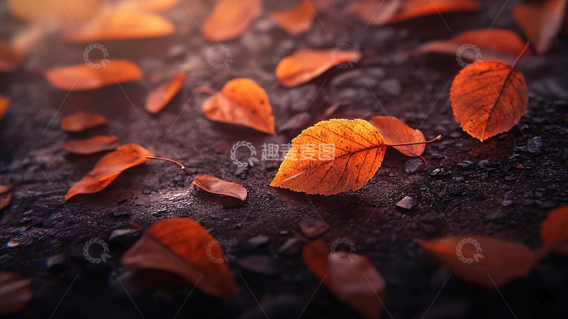 高清大图下载【趣麦麦图】落叶地面特写