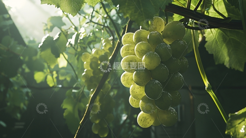 高清大图下载【趣麦麦图】阳光照射下的青绿色葡萄