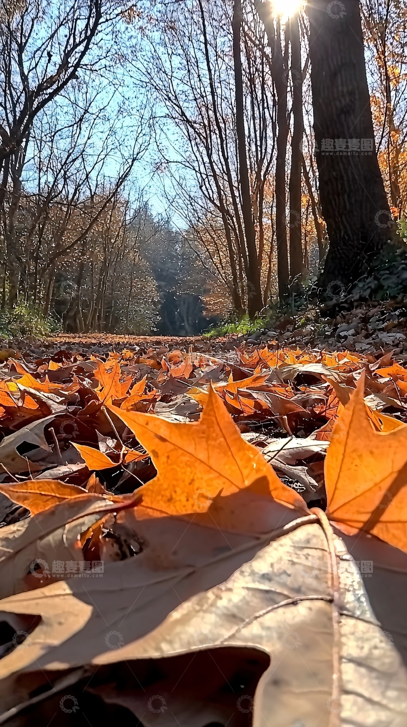 高清大图下载【趣麦麦图】秋日落叶小路