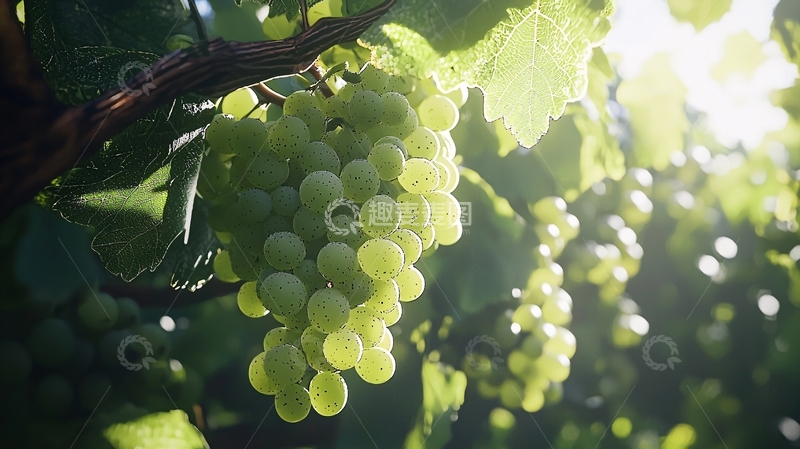 高清大图下载【趣麦麦图】阳光下的青绿色葡萄