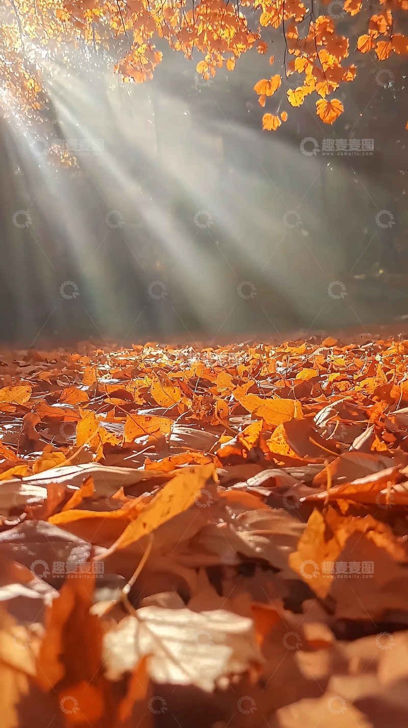 高清大图下载【趣麦麦图】秋日阳光洒在落叶上