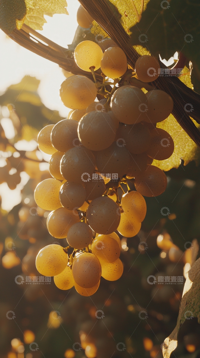 高清大图下载【趣麦麦图】阳光下成熟的葡萄