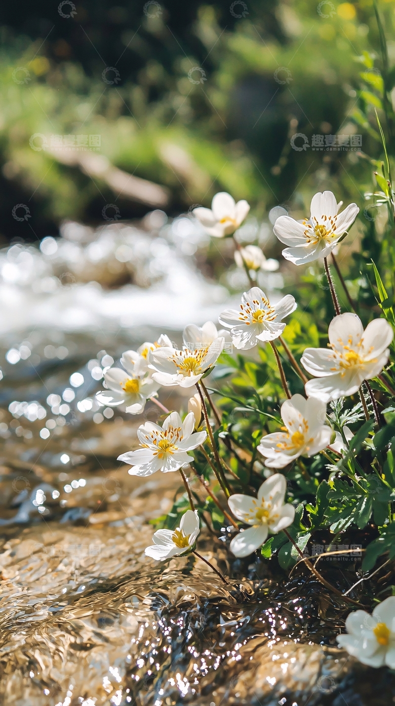 高清大图下载【趣麦麦图】溪边小白花