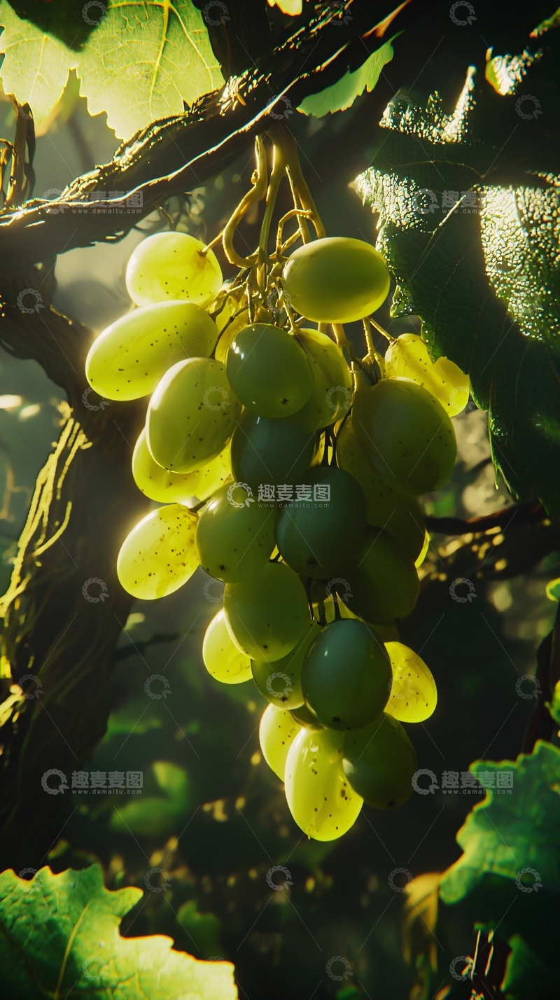 高清大图下载【趣麦麦图】阳光下青绿色葡萄藤