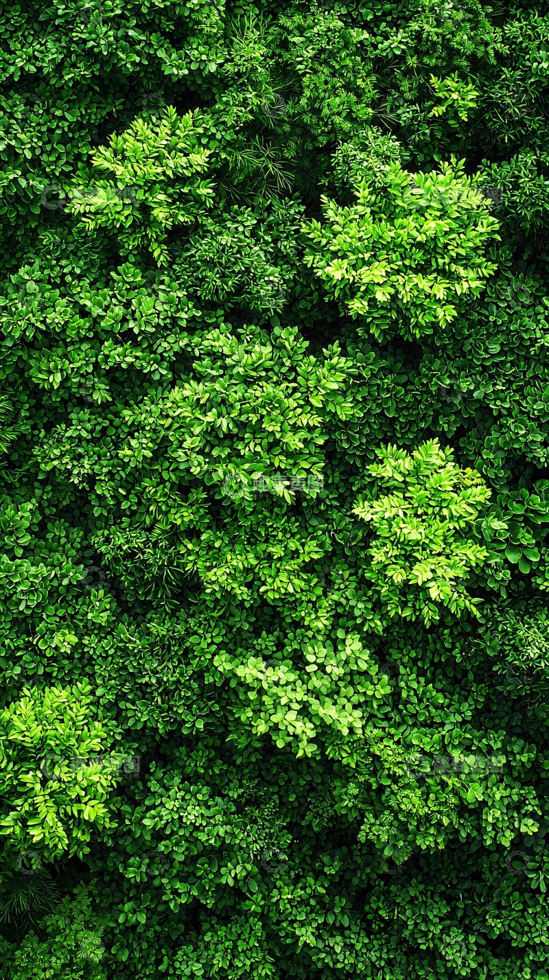 高清大图下载【趣麦麦图】绿植背景图