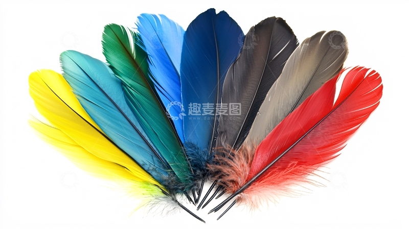 高清大图下载【趣麦麦图】彩色羽毛扇形排列